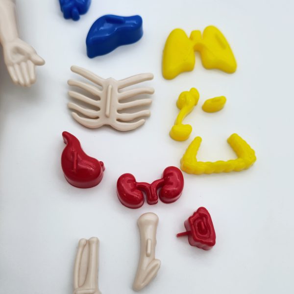 Kūno dalių modelis - Image 4
