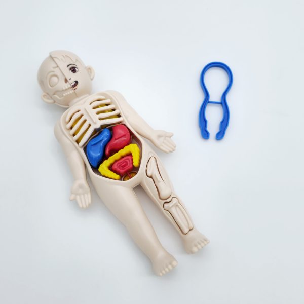 Kūno dalių modelis - Image 3