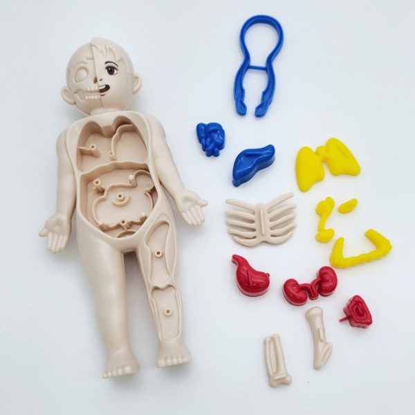 Kūno dalių modelis - Image 2